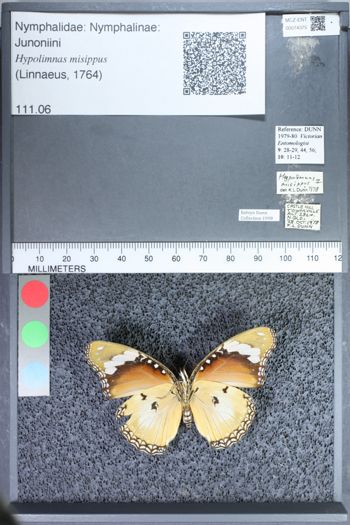 Media type: image;   Entomology 74375